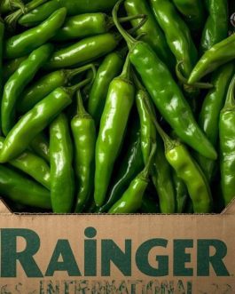Premium Guntur Sannam Green Chilli – Fresh G4 Variety – Export Quality | per KG | Rainger International