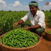 Rainger International – guntur sannam green chilli, green chilli exporters in india, green chilli exporters in mumbai, green chilli exporters in navi mumbai, green chilli exporters in thane, green chilli exporters in mumbai maharashtra, green chilli exporters in nashik, green chilli exporters in gujarat, green chilli exporters in guntur, green chilli exporters in rajasthan, green chilli exporters from india, green chilli exporters from mumbai, green chilli exporters from navi mumbai, green chilli exporters from thane, green chilli exporters from mumbai maharashtra, green chilli exporters from nashik, green chilli exporters from gujarat, green chilli exporters from guntur, green chilli exporters from rajasthan, rainger ventures, rainger india, International trade, International Trade Company, International trade Company India, exporters from india, exporters from mumbai, exporters from pune, exporters from gujarat, exporters from kerala, export import company, import export company India, import export companies in India, import export company in Mumbai, import export company in Pune, import export company in Nagpur, import export company in Kerala, import export company in Delhi, import export companies in Aurangabad, import export company near me, import export company in Nashik, import export company in Ahmedabad, import export company in Delhi, import export company in Rajasthan, import export companies in Gujarat, export import company, export import company India, export import companies in India, export import company in Mumbai, export import company in Pune, export import company in Nagpur, export import company in Kerala, export import company in Delhi, export import companies in Aurangabad, export import company near me, export import company in Nashik, export import company in Delhi, export import company in Ahmedabad, export import company in Rajasthan, export import companies in Gujarat, global sourcing company chennai, global sourcing company mumbai, global sourcing company in india, international trading company, international trading company mumbai, international trading company in india, international trading company in delhi, international trading company in gujarat, international trading company in kerala, export company in India, export company in mumbai, export company in pune, import export business in india, import export business in mumbai, B2B global trade, B2B international trade, global trade company in india, global trade company in delhi, global trade company in mumbai, best sourcing company in India, product sourcing company in India, global sourcing company in India, international trade services in mumbai, import export consultancy services india, import export services in india, import export service provider in india, import export service provider, export import services India, global sourcing services, global sourcing companies in india, cross border trade services, global supply chain company, global supply chain companies in india, procurement companies India, top procurement company in India, export business India, export company India, international logistics and trade, B2B sourcing companies in india, B2B procurement company, wholesale export company in india, wholesale exporters in india, international trade company in India for export import, global sourcing company for B2B buyers, export import services company in India, cross border trade execution services, international sourcing and procurement company, reliable export company from India, B2B import export solutions provider, global supplier sourcing company India, international trade partner for importers, structured international trade company, international trade, export import, global sourcing, B2B trade, sourcing India, cross border trade, international business – RaingerInternational.com