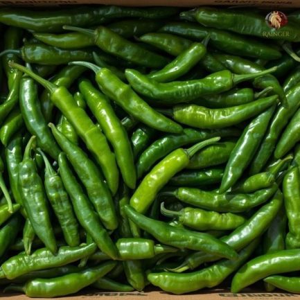 Rainger International – guntur sannam green chilli, green chilli exporters in india, green chilli exporters in mumbai, green chilli exporters in navi mumbai, green chilli exporters in thane, green chilli exporters in mumbai maharashtra, green chilli exporters in nashik, green chilli exporters in gujarat, green chilli exporters in guntur, green chilli exporters in rajasthan, green chilli exporters from india, green chilli exporters from mumbai, green chilli exporters from navi mumbai, green chilli exporters from thane, green chilli exporters from mumbai maharashtra, green chilli exporters from nashik, green chilli exporters from gujarat, green chilli exporters from guntur, green chilli exporters from rajasthan, rainger ventures, rainger india, International trade, International Trade Company, International trade Company India, exporters from india, exporters from mumbai, exporters from pune, exporters from gujarat, exporters from kerala, export import company, import export company India, import export companies in India, import export company in Mumbai, import export company in Pune, import export company in Nagpur, import export company in Kerala, import export company in Delhi, import export companies in Aurangabad, import export company near me, import export company in Nashik, import export company in Ahmedabad, import export company in Delhi, import export company in Rajasthan, import export companies in Gujarat, export import company, export import company India, export import companies in India, export import company in Mumbai, export import company in Pune, export import company in Nagpur, export import company in Kerala, export import company in Delhi, export import companies in Aurangabad, export import company near me, export import company in Nashik, export import company in Delhi, export import company in Ahmedabad, export import company in Rajasthan, export import companies in Gujarat, global sourcing company chennai, global sourcing company mumbai, global sourcing company in india, international trading company, international trading company mumbai, international trading company in india, international trading company in delhi, international trading company in gujarat, international trading company in kerala, export company in India, export company in mumbai, export company in pune, import export business in india, import export business in mumbai, B2B global trade, B2B international trade, global trade company in india, global trade company in delhi, global trade company in mumbai, best sourcing company in India, product sourcing company in India, global sourcing company in India, international trade services in mumbai, import export consultancy services india, import export services in india, import export service provider in india, import export service provider, export import services India, global sourcing services, global sourcing companies in india, cross border trade services, global supply chain company, global supply chain companies in india, procurement companies India, top procurement company in India, export business India, export company India, international logistics and trade, B2B sourcing companies in india, B2B procurement company, wholesale export company in india, wholesale exporters in india, international trade company in India for export import, global sourcing company for B2B buyers, export import services company in India, cross border trade execution services, international sourcing and procurement company, reliable export company from India, B2B import export solutions provider, global supplier sourcing company India, international trade partner for importers, structured international trade company, international trade, export import, global sourcing, B2B trade, sourcing India, cross border trade, international business – RaingerInternational.com