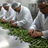 Rainger International – guntur sannam green chilli, green chilli exporters in india, green chilli exporters in mumbai, green chilli exporters in navi mumbai, green chilli exporters in thane, green chilli exporters in mumbai maharashtra, green chilli exporters in nashik, green chilli exporters in gujarat, green chilli exporters in guntur, green chilli exporters in rajasthan, green chilli exporters from india, green chilli exporters from mumbai, green chilli exporters from navi mumbai, green chilli exporters from thane, green chilli exporters from mumbai maharashtra, green chilli exporters from nashik, green chilli exporters from gujarat, green chilli exporters from guntur, green chilli exporters from rajasthan, rainger ventures, rainger india, International trade, International Trade Company, International trade Company India, exporters from india, exporters from mumbai, exporters from pune, exporters from gujarat, exporters from kerala, export import company, import export company India, import export companies in India, import export company in Mumbai, import export company in Pune, import export company in Nagpur, import export company in Kerala, import export company in Delhi, import export companies in Aurangabad, import export company near me, import export company in Nashik, import export company in Ahmedabad, import export company in Delhi, import export company in Rajasthan, import export companies in Gujarat, export import company, export import company India, export import companies in India, export import company in Mumbai, export import company in Pune, export import company in Nagpur, export import company in Kerala, export import company in Delhi, export import companies in Aurangabad, export import company near me, export import company in Nashik, export import company in Delhi, export import company in Ahmedabad, export import company in Rajasthan, export import companies in Gujarat, global sourcing company chennai, global sourcing company mumbai, global sourcing company in india, international trading company, international trading company mumbai, international trading company in india, international trading company in delhi, international trading company in gujarat, international trading company in kerala, export company in India, export company in mumbai, export company in pune, import export business in india, import export business in mumbai, B2B global trade, B2B international trade, global trade company in india, global trade company in delhi, global trade company in mumbai, best sourcing company in India, product sourcing company in India, global sourcing company in India, international trade services in mumbai, import export consultancy services india, import export services in india, import export service provider in india, import export service provider, export import services India, global sourcing services, global sourcing companies in india, cross border trade services, global supply chain company, global supply chain companies in india, procurement companies India, top procurement company in India, export business India, export company India, international logistics and trade, B2B sourcing companies in india, B2B procurement company, wholesale export company in india, wholesale exporters in india, international trade company in India for export import, global sourcing company for B2B buyers, export import services company in India, cross border trade execution services, international sourcing and procurement company, reliable export company from India, B2B import export solutions provider, global supplier sourcing company India, international trade partner for importers, structured international trade company, international trade, export import, global sourcing, B2B trade, sourcing India, cross border trade, international business – RaingerInternational.com