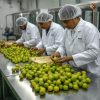 Rainger International – fresh green kagzi lemon, fresh green lemon, fresh green lemon exporters, fresh green lemon exporters in india, fresh green lemon exporter in gujarat, fresh green lemon exporters in tamilnadu, indian vegetable exporters, best quality fresh vegetables, farm fresh vegetables, vegetables exporters in india, vegetables exporters in mumbai, vegetables exporters in pune, vegetables exporters in nashik, International trade, International Trade Company, International trade Company India, exporters from india, exporters from mumbai, exporters from pune, exporters from gujarat, exporters from kerala, export import company, import export company India, import export companies in India, import export company in Mumbai, import export company in Pune, import export company in Nagpur, import export company in Kerala, import export company in Delhi, import export companies in Aurangabad, import export company near me, import export company in Nashik, import export company in Ahmedabad, import export company in Delhi, import export company in Rajasthan, import export companies in Gujarat, export import company, export import company India, export import companies in India, export import company in Mumbai, export import company in Pune, export import company in Nagpur, export import company in Kerala, export import company in Delhi, export import companies in Aurangabad, export import company near me, export import company in Nashik, export import company in Delhi, export import company in Ahmedabad, export import company in Rajasthan, export import companies in Gujarat, global sourcing company chennai, global sourcing company mumbai, global sourcing company in india, international trading company, international trading company mumbai, international trading company in india, international trading company in delhi, international trading company in gujarat, international trading company in kerala, export company in India, export company in mumbai, export company in pune, import export business in india, import export business in mumbai, B2B global trade, B2B international trade, global trade company in india, global trade company in delhi, global trade company in mumbai, best sourcing company in India, product sourcing company in India, global sourcing company in India, international trade services in mumbai, import export consultancy services india, import export services in india, import export service provider in india, import export service provider, export import services India, global sourcing services, global sourcing companies in india, cross border trade services, global supply chain company, global supply chain companies in india, procurement companies India, top procurement company in India, export business India, export company India, international logistics and trade, B2B sourcing companies in india, B2B procurement company, wholesale export company in india, wholesale exporters in india, international trade company in India for export import, global sourcing company for B2B buyers, export import services company in India, cross border trade execution services, international sourcing and procurement company, reliable export company from India, B2B import export solutions provider, global supplier sourcing company India, international trade partner for importers, structured international trade company, international trade, export import, global sourcing, B2B trade, sourcing India, cross border trade, international business – RaingerInternational.com