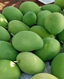Export Quality Alphonso Mangoes from India – Ratnagiri Hapus | per KG | Rainger International