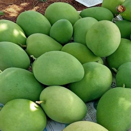 Rainger International – alphonso mango, ratnagiri alphonso mango, Alphonso Mango Exporters in mumbai, Alphonso Mango Exporters in India, ratnagiri alphonso mangoes, alphonso mangoes from India, indian alphonso mango, alphonso mango exporters from India, alphonso mango exporters in India, alphonso mango exporters in mumbai, alphonso mango exporters from mumbai, alphonso mango exporters from ratnagiri, alphonso mango exporters in ratnairi, mango exporters in India, mango exporters in mumbai, mango exporters in pune, mango exporters in andra pradesh, mango exporters in gujarat, mango exporters in hyderabad, rainger ventures, rainger india, International trade, International Trade Company, International trade Company India, exporters from india, exporters from mumbai, exporters from pune, exporters from gujarat, exporters from kerala, export import company, import export company India, import export companies in India, import export company in Mumbai, import export company in Pune, import export company in Nagpur, import export company in Kerala, import export company in Delhi, import export companies in Aurangabad, import export company near me, import export company in Nashik, import export company in Ahmedabad, import export company in Delhi, import export company in Rajasthan, import export companies in Gujarat, export import company, export import company India, export import companies in India, export import company in Mumbai, export import company in Pune, export import company in Nagpur, export import company in Kerala, export import company in Delhi, export import companies in Aurangabad, export import company near me, export import company in Nashik, export import company in Delhi, export import company in Ahmedabad, export import company in Rajasthan, export import companies in Gujarat, global sourcing company chennai, global sourcing company mumbai, global sourcing company in india, international trading company, international trading company mumbai, international trading company in india, international trading company in delhi, international trading company in gujarat, international trading company in kerala, export company in India, export company in mumbai, export company in pune, import export business in india, import export business in mumbai, B2B global trade, B2B international trade, global trade company in india, global trade company in delhi, global trade company in mumbai, best sourcing company in India, product sourcing company in India, global sourcing company in India, international trade services in mumbai, import export consultancy services india, import export services in india, import export service provider in india, import export service provider, export import services India, global sourcing services, global sourcing companies in india, cross border trade services, global supply chain company, global supply chain companies in india, procurement companies India, top procurement company in India, export business India, export company India, international logistics and trade, B2B sourcing companies in india, B2B procurement company, wholesale export company in india, wholesale exporters in india, international trade company in India for export import, global sourcing company for B2B buyers, export import services company in India, cross border trade execution services, international sourcing and procurement company, reliable export company from India, B2B import export solutions provider, global supplier sourcing company India, international trade partner for importers, structured international trade company, international trade, export import, global sourcing, B2B trade, sourcing India, cross border trade, international business – RaingerInternational.com