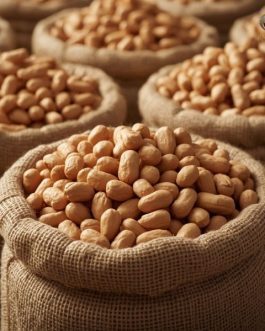 Premium Bold Groundnut Exporters in India | 25 KG Bags | Rainger International