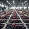 Rainger International – Flame Seedless Grapes, Flame Seedless Grapes exporters in india, Flame Seedless Grapes exporters in maharashtra, Flame Seedless Grapes exporters in mumbai,Flame Seedless Grapes exporters in nashik, Flame Seedless Grapes exporters from india, Flame Seedless Grapes exporters from maharashtra, Flame Seedless Grapes exporters from mumbai, Flame Seedless Grapes exporters from nashik, Seedless Grapes exporters in india, Seedless Grapes exporters in maharashtra, Seedless Grapes exporters in mumbai, Seedless Grapes exporters in nashik, Grapes exporters in india, Grapes exporters in sangli, Grapes exporters in mumbai, Grapes exporters in maharashtra, Grapes exporters in nashik, Grapes exporters in maharashtra, Grapes exporters in Gujarat, Grapes exporters in Bangalore, Grapes exporters from Bangalore, rainger ventures, rainger india, International trade, International Trade Company, International trade Company India, exporters from india, exporters from mumbai, exporters from pune, exporters from gujarat, exporters from kerala, export import company, import export company India, import export companies in India, import export company in Mumbai, import export company in Pune, import export company in Nagpur, import export company in Kerala, import export company in Delhi, import export companies in Aurangabad, import export company near me, import export company in Nashik, import export company in Ahmedabad, import export company in Delhi, import export company in Rajasthan, import export companies in Gujarat, export import company, export import company India, export import companies in India, export import company in Mumbai, export import company in Pune, export import company in Nagpur, export import company in Kerala, export import company in Delhi, export import companies in Aurangabad, export import company near me, export import company in Nashik, export import company in Delhi, export import company in Ahmedabad, export import company in Rajasthan, export import companies in Gujarat, global sourcing company chennai, global sourcing company mumbai, global sourcing company in india, international trading company, international trading company mumbai, international trading company in india, international trading company in delhi, international trading company in gujarat, international trading company in kerala, export company in India, export company in mumbai, export company in pune, import export business in india, import export business in mumbai, B2B global trade, B2B international trade, global trade company in india, global trade company in delhi, global trade company in mumbai, best sourcing company in India, product sourcing company in India, global sourcing company in India, international trade services in mumbai, import export consultancy services india, import export services in india, import export service provider in india, import export service provider, export import services India, global sourcing services, global sourcing companies in india, cross border trade services, global supply chain company, global supply chain companies in india, procurement companies India, top procurement company in India, export business India, export company India, international logistics and trade, B2B sourcing companies in india, B2B procurement company, wholesale export company in india, wholesale exporters in india, international trade company in India for export import, global sourcing company for B2B buyers, export import services company in India, cross border trade execution services, international sourcing and procurement company, reliable export company from India, B2B import export solutions provider, global supplier sourcing company India, international trade partner for importers, structured international trade company, international trade, export import, global sourcing, B2B trade, sourcing India, cross border trade, international business – RaingerInternational.com
