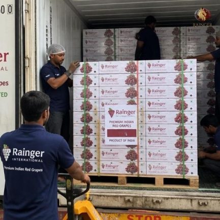 Rainger International – Flame Seedless Grapes, Flame Seedless Grapes exporters in india, Flame Seedless Grapes exporters in maharashtra, Flame Seedless Grapes exporters in mumbai,Flame Seedless Grapes exporters in nashik, Flame Seedless Grapes exporters from india, Flame Seedless Grapes exporters from maharashtra, Flame Seedless Grapes exporters from mumbai, Flame Seedless Grapes exporters from nashik, Seedless Grapes exporters in india, Seedless Grapes exporters in maharashtra, Seedless Grapes exporters in mumbai, Seedless Grapes exporters in nashik, Grapes exporters in india, Grapes exporters in sangli, Grapes exporters in mumbai, Grapes exporters in maharashtra, Grapes exporters in nashik, Grapes exporters in maharashtra, Grapes exporters in Gujarat, Grapes exporters in Bangalore, Grapes exporters from Bangalore, rainger ventures, rainger india, International trade, International Trade Company, International trade Company India, exporters from india, exporters from mumbai, exporters from pune, exporters from gujarat, exporters from kerala, export import company, import export company India, import export companies in India, import export company in Mumbai, import export company in Pune, import export company in Nagpur, import export company in Kerala, import export company in Delhi, import export companies in Aurangabad, import export company near me, import export company in Nashik, import export company in Ahmedabad, import export company in Delhi, import export company in Rajasthan, import export companies in Gujarat, export import company, export import company India, export import companies in India, export import company in Mumbai, export import company in Pune, export import company in Nagpur, export import company in Kerala, export import company in Delhi, export import companies in Aurangabad, export import company near me, export import company in Nashik, export import company in Delhi, export import company in Ahmedabad, export import company in Rajasthan, export import companies in Gujarat, global sourcing company chennai, global sourcing company mumbai, global sourcing company in india, international trading company, international trading company mumbai, international trading company in india, international trading company in delhi, international trading company in gujarat, international trading company in kerala, export company in India, export company in mumbai, export company in pune, import export business in india, import export business in mumbai, B2B global trade, B2B international trade, global trade company in india, global trade company in delhi, global trade company in mumbai, best sourcing company in India, product sourcing company in India, global sourcing company in India, international trade services in mumbai, import export consultancy services india, import export services in india, import export service provider in india, import export service provider, export import services India, global sourcing services, global sourcing companies in india, cross border trade services, global supply chain company, global supply chain companies in india, procurement companies India, top procurement company in India, export business India, export company India, international logistics and trade, B2B sourcing companies in india, B2B procurement company, wholesale export company in india, wholesale exporters in india, international trade company in India for export import, global sourcing company for B2B buyers, export import services company in India, cross border trade execution services, international sourcing and procurement company, reliable export company from India, B2B import export solutions provider, global supplier sourcing company India, international trade partner for importers, structured international trade company, international trade, export import, global sourcing, B2B trade, sourcing India, cross border trade, international business – RaingerInternational.com