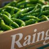 Rainger International – fresh green chillies, guntur sannam green chilli, green chilli exporters in india, green chilli exporters in mumbai, green chilli exporters in navi mumbai, green chilli exporters in thane, green chilli exporters in mumbai maharashtra, green chilli exporters in nashik, green chilli exporters in gujarat, green chilli exporters in guntur, green chilli exporters in rajasthan, green chilli exporters from india, green chilli exporters from mumbai, green chilli exporters from navi mumbai, green chilli exporters from thane, green chilli exporters from mumbai maharashtra, green chilli exporters from nashik, green chilli exporters from gujarat, green chilli exporters from guntur, green chilli exporters from rajasthan, rainger ventures, rainger india, International trade, International Trade Company, International trade Company India, exporters from india, exporters from mumbai, exporters from pune, exporters from gujarat, exporters from kerala, export import company, import export company India, import export companies in India, import export company in Mumbai, import export company in Pune, import export company in Nagpur, import export company in Kerala, import export company in Delhi, import export companies in Aurangabad, import export company near me, import export company in Nashik, import export company in Ahmedabad, import export company in Delhi, import export company in Rajasthan, import export companies in Gujarat, export import company, export import company India, export import companies in India, export import company in Mumbai, export import company in Pune, export import company in Nagpur, export import company in Kerala, export import company in Delhi, export import companies in Aurangabad, export import company near me, export import company in Nashik, export import company in Delhi, export import company in Ahmedabad, export import company in Rajasthan, export import companies in Gujarat, global sourcing company chennai, global sourcing company mumbai, global sourcing company in india, international trading company, international trading company mumbai, international trading company in india, international trading company in delhi, international trading company in gujarat, international trading company in kerala, export company in India, export company in mumbai, export company in pune, import export business in india, import export business in mumbai, B2B global trade, B2B international trade, global trade company in india, global trade company in delhi, global trade company in mumbai, best sourcing company in India, product sourcing company in India, global sourcing company in India, international trade services in mumbai, import export consultancy services india, import export services in india, import export service provider in india, import export service provider, export import services India, global sourcing services, global sourcing companies in india, cross border trade services, global supply chain company, global supply chain companies in india, procurement companies India, top procurement company in India, export business India, export company India, international logistics and trade, B2B sourcing companies in india, B2B procurement company, wholesale export company in india, wholesale exporters in india, international trade company in India for export import, global sourcing company for B2B buyers, export import services company in India, cross border trade execution services, international sourcing and procurement company, reliable export company from India, B2B import export solutions provider, global supplier sourcing company India, international trade partner for importers, structured international trade company, international trade, export import, global sourcing, B2B trade, sourcing India, cross border trade, international business – RaingerInternational.com