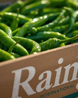 Rainger International – fresh green chillies, guntur sannam green chilli, green chilli exporters in india, green chilli exporters in mumbai, green chilli exporters in navi mumbai, green chilli exporters in thane, green chilli exporters in mumbai maharashtra, green chilli exporters in nashik, green chilli exporters in gujarat, green chilli exporters in guntur, green chilli exporters in rajasthan, green chilli exporters from india, green chilli exporters from mumbai, green chilli exporters from navi mumbai, green chilli exporters from thane, green chilli exporters from mumbai maharashtra, green chilli exporters from nashik, green chilli exporters from gujarat, green chilli exporters from guntur, green chilli exporters from rajasthan, rainger ventures, rainger india, International trade, International Trade Company, International trade Company India, exporters from india, exporters from mumbai, exporters from pune, exporters from gujarat, exporters from kerala, export import company, import export company India, import export companies in India, import export company in Mumbai, import export company in Pune, import export company in Nagpur, import export company in Kerala, import export company in Delhi, import export companies in Aurangabad, import export company near me, import export company in Nashik, import export company in Ahmedabad, import export company in Delhi, import export company in Rajasthan, import export companies in Gujarat, export import company, export import company India, export import companies in India, export import company in Mumbai, export import company in Pune, export import company in Nagpur, export import company in Kerala, export import company in Delhi, export import companies in Aurangabad, export import company near me, export import company in Nashik, export import company in Delhi, export import company in Ahmedabad, export import company in Rajasthan, export import companies in Gujarat, global sourcing company chennai, global sourcing company mumbai, global sourcing company in india, international trading company, international trading company mumbai, international trading company in india, international trading company in delhi, international trading company in gujarat, international trading company in kerala, export company in India, export company in mumbai, export company in pune, import export business in india, import export business in mumbai, B2B global trade, B2B international trade, global trade company in india, global trade company in delhi, global trade company in mumbai, best sourcing company in India, product sourcing company in India, global sourcing company in India, international trade services in mumbai, import export consultancy services india, import export services in india, import export service provider in india, import export service provider, export import services India, global sourcing services, global sourcing companies in india, cross border trade services, global supply chain company, global supply chain companies in india, procurement companies India, top procurement company in India, export business India, export company India, international logistics and trade, B2B sourcing companies in india, B2B procurement company, wholesale export company in india, wholesale exporters in india, international trade company in India for export import, global sourcing company for B2B buyers, export import services company in India, cross border trade execution services, international sourcing and procurement company, reliable export company from India, B2B import export solutions provider, global supplier sourcing company India, international trade partner for importers, structured international trade company, international trade, export import, global sourcing, B2B trade, sourcing India, cross border trade, international business – RaingerInternational.com