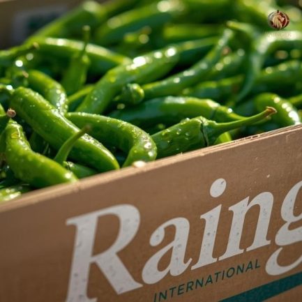 Rainger International – fresh green chillies, guntur sannam green chilli, green chilli exporters in india, green chilli exporters in mumbai, green chilli exporters in navi mumbai, green chilli exporters in thane, green chilli exporters in mumbai maharashtra, green chilli exporters in nashik, green chilli exporters in gujarat, green chilli exporters in guntur, green chilli exporters in rajasthan, green chilli exporters from india, green chilli exporters from mumbai, green chilli exporters from navi mumbai, green chilli exporters from thane, green chilli exporters from mumbai maharashtra, green chilli exporters from nashik, green chilli exporters from gujarat, green chilli exporters from guntur, green chilli exporters from rajasthan, rainger ventures, rainger india, International trade, International Trade Company, International trade Company India, exporters from india, exporters from mumbai, exporters from pune, exporters from gujarat, exporters from kerala, export import company, import export company India, import export companies in India, import export company in Mumbai, import export company in Pune, import export company in Nagpur, import export company in Kerala, import export company in Delhi, import export companies in Aurangabad, import export company near me, import export company in Nashik, import export company in Ahmedabad, import export company in Delhi, import export company in Rajasthan, import export companies in Gujarat, export import company, export import company India, export import companies in India, export import company in Mumbai, export import company in Pune, export import company in Nagpur, export import company in Kerala, export import company in Delhi, export import companies in Aurangabad, export import company near me, export import company in Nashik, export import company in Delhi, export import company in Ahmedabad, export import company in Rajasthan, export import companies in Gujarat, global sourcing company chennai, global sourcing company mumbai, global sourcing company in india, international trading company, international trading company mumbai, international trading company in india, international trading company in delhi, international trading company in gujarat, international trading company in kerala, export company in India, export company in mumbai, export company in pune, import export business in india, import export business in mumbai, B2B global trade, B2B international trade, global trade company in india, global trade company in delhi, global trade company in mumbai, best sourcing company in India, product sourcing company in India, global sourcing company in India, international trade services in mumbai, import export consultancy services india, import export services in india, import export service provider in india, import export service provider, export import services India, global sourcing services, global sourcing companies in india, cross border trade services, global supply chain company, global supply chain companies in india, procurement companies India, top procurement company in India, export business India, export company India, international logistics and trade, B2B sourcing companies in india, B2B procurement company, wholesale export company in india, wholesale exporters in india, international trade company in India for export import, global sourcing company for B2B buyers, export import services company in India, cross border trade execution services, international sourcing and procurement company, reliable export company from India, B2B import export solutions provider, global supplier sourcing company India, international trade partner for importers, structured international trade company, international trade, export import, global sourcing, B2B trade, sourcing India, cross border trade, international business – RaingerInternational.com