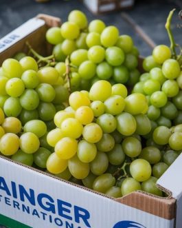 Premium Green Grapes – Manik Chaman Seedless | Maharashtra India | per KG | Rainger International