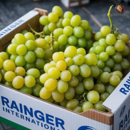 Rainger International – premium green grapes, indian green grapes, green grapes exporters in india, green grapes exporters in nashik, green grapes exporters in mumbai, green grapes exporters in maharashtra, green grapes exporters, green grapes exporters in kerala, green grapes exporters in tamilnadu, green grapes exporters in bangalore, green grapes exporters from india, green grapes exporters from maharashtra, green grapes exporters from kerala, green grapes exporters from mumbai, green grapes exporters from tamilnadu, green grapes exporters from bangalore, rainger ventures, rainger india, International trade, International Trade Company, International trade Company India, exporters from india, exporters from mumbai, exporters from pune, exporters from gujarat, exporters from kerala, export import company, import export company India, import export companies in India, import export company in Mumbai, import export company in Pune, import export company in Nagpur, import export company in Kerala, import export company in Delhi, import export companies in Aurangabad, import export company near me, import export company in Nashik, import export company in Ahmedabad, import export company in Delhi, import export company in Rajasthan, import export companies in Gujarat, export import company, export import company India, export import companies in India, export import company in Mumbai, export import company in Pune, export import company in Nagpur, export import company in Kerala, export import company in Delhi, export import companies in Aurangabad, export import company near me, export import company in Nashik, export import company in Delhi, export import company in Ahmedabad, export import company in Rajasthan, export import companies in Gujarat, global sourcing company chennai, global sourcing company mumbai, global sourcing company in india, international trading company, international trading company mumbai, international trading company in india, international trading company in delhi, international trading company in gujarat, international trading company in kerala, export company in India, export company in mumbai, export company in pune, import export business in india, import export business in mumbai, B2B global trade, B2B international trade, global trade company in india, global trade company in delhi, global trade company in mumbai, best sourcing company in India, product sourcing company in India, global sourcing company in India, international trade services in mumbai, import export consultancy services india, import export services in india, import export service provider in india, import export service provider, export import services India, global sourcing services, global sourcing companies in india, cross border trade services, global supply chain company, global supply chain companies in india, procurement companies India, top procurement company in India, export business India, export company India, international logistics and trade, B2B sourcing companies in india, B2B procurement company, wholesale export company in india, wholesale exporters in india, international trade company in India for export import, global sourcing company for B2B buyers, export import services company in India, cross border trade execution services, international sourcing and procurement company, reliable export company from India, B2B import export solutions provider, global supplier sourcing company India, international trade partner for importers, structured international trade company, international trade, export import, global sourcing, B2B trade, sourcing India, cross border trade, international business – RaingerInternational.com