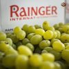 Rainger International – premium green grapes, indian green grapes, green grapes exporters in india, green grapes exporters in nashik, green grapes exporters in mumbai, green grapes exporters in maharashtra, green grapes exporters, green grapes exporters in kerala, green grapes exporters in tamilnadu, green grapes exporters in bangalore, green grapes exporters from india, green grapes exporters from maharashtra, green grapes exporters from kerala, green grapes exporters from mumbai, green grapes exporters from tamilnadu, green grapes exporters from bangalore, rainger ventures, rainger india, International trade, International Trade Company, International trade Company India, exporters from india, exporters from mumbai, exporters from pune, exporters from gujarat, exporters from kerala, export import company, import export company India, import export companies in India, import export company in Mumbai, import export company in Pune, import export company in Nagpur, import export company in Kerala, import export company in Delhi, import export companies in Aurangabad, import export company near me, import export company in Nashik, import export company in Ahmedabad, import export company in Delhi, import export company in Rajasthan, import export companies in Gujarat, export import company, export import company India, export import companies in India, export import company in Mumbai, export import company in Pune, export import company in Nagpur, export import company in Kerala, export import company in Delhi, export import companies in Aurangabad, export import company near me, export import company in Nashik, export import company in Delhi, export import company in Ahmedabad, export import company in Rajasthan, export import companies in Gujarat, global sourcing company chennai, global sourcing company mumbai, global sourcing company in india, international trading company, international trading company mumbai, international trading company in india, international trading company in delhi, international trading company in gujarat, international trading company in kerala, export company in India, export company in mumbai, export company in pune, import export business in india, import export business in mumbai, B2B global trade, B2B international trade, global trade company in india, global trade company in delhi, global trade company in mumbai, best sourcing company in India, product sourcing company in India, global sourcing company in India, international trade services in mumbai, import export consultancy services india, import export services in india, import export service provider in india, import export service provider, export import services India, global sourcing services, global sourcing companies in india, cross border trade services, global supply chain company, global supply chain companies in india, procurement companies India, top procurement company in India, export business India, export company India, international logistics and trade, B2B sourcing companies in india, B2B procurement company, wholesale export company in india, wholesale exporters in india, international trade company in India for export import, global sourcing company for B2B buyers, export import services company in India, cross border trade execution services, international sourcing and procurement company, reliable export company from India, B2B import export solutions provider, global supplier sourcing company India, international trade partner for importers, structured international trade company, international trade, export import, global sourcing, B2B trade, sourcing India, cross border trade, international business – RaingerInternational.com