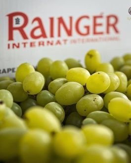 Premium Green Grapes – Manik Chaman Seedless | Maharashtra India | per KG | Rainger International