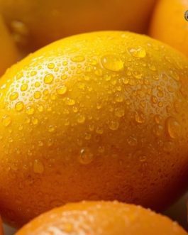 Rainger International – Kesar mangoes, Kesar mangoes exporters in india, Kesar mangoes exporters in gujarat, Kesar mango exporters in gujarat, Kesar mango exporters from india, kesar mango suppliers in gujarat, mango exporters in India, mango exporters in mumbai, mango exporters in pune, mango exporters in andra pradesh, mango exporters in gujarat, mango exporters in hyderabad, rainger ventures, rainger india, International trade, International Trade Company, International trade Company India, exporters from india, exporters from mumbai, exporters from pune, exporters from gujarat, exporters from kerala, export import company, import export company India, import export companies in India, import export company in Mumbai, import export company in Pune, import export company in Nagpur, import export company in Kerala, import export company in Delhi, import export companies in Aurangabad, import export company near me, import export company in Nashik, import export company in Ahmedabad, import export company in Delhi, import export company in Rajasthan, import export companies in Gujarat, export import company, export import company India, export import companies in India, export import company in Mumbai, export import company in Pune, export import company in Nagpur, export import company in Kerala, export import company in Delhi, export import companies in Aurangabad, export import company near me, export import company in Nashik, export import company in Delhi, export import company in Ahmedabad, export import company in Rajasthan, export import companies in Gujarat, global sourcing company chennai, global sourcing company mumbai, global sourcing company in india, international trading company, international trading company mumbai, international trading company in india, international trading company in delhi, international trading company in gujarat, international trading company in kerala, export company in India, export company in mumbai, export company in pune, import export business in india, import export business in mumbai, B2B global trade, B2B international trade, global trade company in india, global trade company in delhi, global trade company in mumbai, best sourcing company in India, product sourcing company in India, global sourcing company in India, international trade services in mumbai, import export consultancy services india, import export services in india, import export service provider in india, import export service provider, export import services India, global sourcing services, global sourcing companies in india, cross border trade services, global supply chain company, global supply chain companies in india, procurement companies India, top procurement company in India, export business India, export company India, international logistics and trade, B2B sourcing companies in india, B2B procurement company, wholesale export company in india, wholesale exporters in india, international trade company in India for export import, global sourcing company for B2B buyers, export import services company in India, cross border trade execution services, international sourcing and procurement company, reliable export company from India, B2B import export solutions provider, global supplier sourcing company India, international trade partner for importers, structured international trade company, international trade, export import, global sourcing, B2B trade, sourcing India, cross border trade, international business – RaingerInternational.com