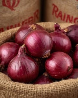 Premium Indian Red Onions – Nashik Maharashtra | 25 KG Bag | Rainger International