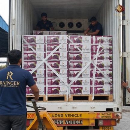 Rainger International – Sharad Seedless Grapes, Sharad Seedless Grapes exporters in india, Sharad Seedless Grapes exporters in maharashtra, Sharad Seedless Grapes exporters in mumbai, Sharad Seedless Grapes exporters in nashik, Sharad Seedless Grapes exporters from india, Sharad Seedless Grapes exporters from maharashtra, Sharad Seedless Grapes exporters from mumbai, Sharad Seedless Grapes exporters from nashik, Seedless Grapes exporters in india, Seedless Grapes exporters in maharashtra, Seedless Grapes exporters in mumbai, Seedless Grapes exporters in nashik, Grapes exporters in india, Grapes exporters in sangli, Grapes exporters in mumbai, Grapes exporters in maharashtra, Grapes exporters in nashik, Grapes exporters in maharashtra, Grapes exporters in Gujarat, Grapes exporters in Bangalore, Grapes exporters from Bangalore, rainger ventures, rainger india, International trade, International Trade Company, International trade Company India, exporters from india, exporters from mumbai, exporters from pune, exporters from gujarat, exporters from kerala, export import company, import export company India, import export companies in India, import export company in Mumbai, import export company in Pune, import export company in Nagpur, import export company in Kerala, import export company in Delhi, import export companies in Aurangabad, import export company near me, import export company in Nashik, import export company in Ahmedabad, import export company in Delhi, import export company in Rajasthan, import export companies in Gujarat, export import company, export import company India, export import companies in India, export import company in Mumbai, export import company in Pune, export import company in Nagpur, export import company in Kerala, export import company in Delhi, export import companies in Aurangabad, export import company near me, export import company in Nashik, export import company in Delhi, export import company in Ahmedabad, export import company in Rajasthan, export import companies in Gujarat, global sourcing company chennai, global sourcing company mumbai, global sourcing company in india, international trading company, international trading company mumbai, international trading company in india, international trading company in delhi, international trading company in gujarat, international trading company in kerala, export company in India, export company in mumbai, export company in pune, import export business in india, import export business in mumbai, B2B global trade, B2B international trade, global trade company in india, global trade company in delhi, global trade company in mumbai, best sourcing company in India, product sourcing company in India, global sourcing company in India, international trade services in mumbai, import export consultancy services india, import export services in india, import export service provider in india, import export service provider, export import services India, global sourcing services, global sourcing companies in india, cross border trade services, global supply chain company, global supply chain companies in india, procurement companies India, top procurement company in India, export business India, export company India, international logistics and trade, B2B sourcing companies in india, B2B procurement company, wholesale export company in india, wholesale exporters in india, international trade company in India for export import, global sourcing company for B2B buyers, export import services company in India, cross border trade execution services, international sourcing and procurement company, reliable export company from India, B2B import export solutions provider, global supplier sourcing company India, international trade partner for importers, structured international trade company, international trade, export import, global sourcing, B2B trade, sourcing India, cross border trade, international business – RaingerInternational.com