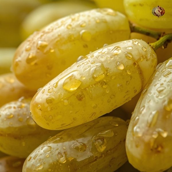 Rainger International – super sonaka grapes, super sonaka grapes exporters in india, super sonaka grapes exporters in maharashtra, super sonaka grapes exporters in mumbai, super sonaka grapes exporters in nashik, super sonaka grapes exporters from india, super sonaka grapes exporters from maharashtra, super sonaka grapes exporters from mumbai, super sonaka grapes exporters from nashik, super sonaka seedless grapes exporters in india, super sonaka seedless grapes exporters in mumbai, super sonaka seedless grapes exporters in maharashtra, super sonaka seedless grapes exporters in nashik, super sonaka seedless grapes exporters from india, super sonaka seedless grapes exporters from mumbai, super sonaka seedless grapes exporters from maharashtra, super sonaka seedless grapes exporters from nashik, Seedless Grapes exporters in india, Seedless Grapes exporters in maharashtra, Seedless Grapes exporters in mumbai, Seedless Grapes exporters in nashik, Grapes exporters in india, Grapes exporters in sangli, Grapes exporters in mumbai, Grapes exporters in maharashtra, Grapes exporters in nashik, Grapes exporters in maharashtra, Grapes exporters in Gujarat, Grapes exporters in Bangalore, Grapes exporters from Bangalore, rainger ventures, rainger india, International trade, International Trade Company, International trade Company India, exporters from india, exporters from mumbai, exporters from pune, exporters from gujarat, exporters from kerala, export import company, import export company India, import export companies in India, import export company in Mumbai, import export company in Pune, import export company in Nagpur, import export company in Kerala, import export company in Delhi, import export companies in Aurangabad, import export company near me, import export company in Nashik, import export company in Ahmedabad, import export company in Delhi, import export company in Rajasthan, import export companies in Gujarat, export import company, export import company India, export import companies in India, export import company in Mumbai, export import company in Pune, export import company in Nagpur, export import company in Kerala, export import company in Delhi, export import companies in Aurangabad, export import company near me, export import company in Nashik, export import company in Delhi, export import company in Ahmedabad, export import company in Rajasthan, export import companies in Gujarat, global sourcing company chennai, global sourcing company mumbai, global sourcing company in india, international trading company, international trading company mumbai, international trading company in india, international trading company in delhi, international trading company in gujarat, international trading company in kerala, export company in India, export company in mumbai, export company in pune, import export business in india, import export business in mumbai, B2B global trade, B2B international trade, global trade company in india, global trade company in delhi, global trade company in mumbai, best sourcing company in India, product sourcing company in India, global sourcing company in India, international trade services in mumbai, import export consultancy services india, import export services in india, import export service provider in india, import export service provider, export import services India, global sourcing services, global sourcing companies in india, cross border trade services, global supply chain company, global supply chain companies in india, procurement companies India, top procurement company in India, export business India, export company India, international logistics and trade, B2B sourcing companies in india, B2B procurement company, wholesale export company in india, wholesale exporters in india, international trade company in India for export import, global sourcing company for B2B buyers, export import services company in India, cross border trade execution services, international sourcing and procurement company, reliable export company from India, B2B import export solutions provider, global supplier sourcing company India, international trade partner for importers, structured international trade company, international trade, export import, global sourcing, B2B trade, sourcing India, cross border trade, international business – RaingerInternational.com