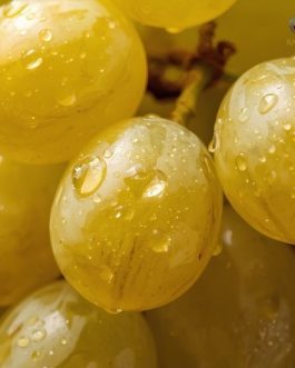 Rainger International – tas a ganesh grapes, tas a ganesh grapes exporters in india, tas a ganesh grapes exporters in maharashtra, tas a ganesh grapes exporters in mumbai, tas a ganesh grapes exporters in nashik, tas a ganesh grapes exporters from india, tas a ganesh grapes exporters from maharashtra, tas a ganesh grapes exporters from mumbai, tas a ganesh grapes exporters from nashik, tas-a-ganesh seedless grapes in india, tas e ganesh grapes, tas e ganesh grapes exporters in india, tas e ganesh grapes exporters in maharashtra, tas e ganesh grapes exporters in mumbai, tas e ganesh grapes exporters in nashik, tas e ganesh grapes exporters from india, tas e ganesh grapes exporters from maharashtra, tas e ganesh grapes exporters from mumbai, tas e ganesh grapes exporters from nashik, Seedless Grapes exporters in india, Seedless Grapes exporters in maharashtra, Seedless Grapes exporters in mumbai, Seedless Grapes exporters in nashik, Grapes exporters in india, Grapes exporters in sangli, Grapes exporters in mumbai, Grapes exporters in maharashtra, Grapes exporters in nashik, Grapes exporters in maharashtra, Grapes exporters in Gujarat, Grapes exporters in Bangalore, Grapes exporters from Bangalore, rainger ventures, rainger india, International trade, International Trade Company, International trade Company India, exporters from india, exporters from mumbai, exporters from pune, exporters from gujarat, exporters from kerala, export import company, import export company India, import export companies in India, import export company in Mumbai, import export company in Pune, import export company in Nagpur, import export company in Kerala, import export company in Delhi, import export companies in Aurangabad, import export company near me, import export company in Nashik, import export company in Ahmedabad, import export company in Delhi, import export company in Rajasthan, import export companies in Gujarat, export import company, export import company India, export import companies in India, export import company in Mumbai, export import company in Pune, export import company in Nagpur, export import company in Kerala, export import company in Delhi, export import companies in Aurangabad, export import company near me, export import company in Nashik, export import company in Delhi, export import company in Ahmedabad, export import company in Rajasthan, export import companies in Gujarat, global sourcing company chennai, global sourcing company mumbai, global sourcing company in india, international trading company, international trading company mumbai, international trading company in india, international trading company in delhi, international trading company in gujarat, international trading company in kerala, export company in India, export company in mumbai, export company in pune, import export business in india, import export business in mumbai, B2B global trade, B2B international trade, global trade company in india, global trade company in delhi, global trade company in mumbai, best sourcing company in India, product sourcing company in India, global sourcing company in India, international trade services in mumbai, import export consultancy services india, import export services in india, import export service provider in india, import export service provider, export import services India, global sourcing services, global sourcing companies in india, cross border trade services, global supply chain company, global supply chain companies in india, procurement companies India, top procurement company in India, export business India, export company India, international logistics and trade, B2B sourcing companies in india, B2B procurement company, wholesale export company in india, wholesale exporters in india, international trade company in India for export import, global sourcing company for B2B buyers, export import services company in India, cross border trade execution services, international sourcing and procurement company, reliable export company from India, B2B import export solutions provider, global supplier sourcing company India, international trade partner for importers, structured international trade company, international trade, export import, global sourcing, B2B trade, sourcing India, cross border trade, international business – RaingerInternational.com