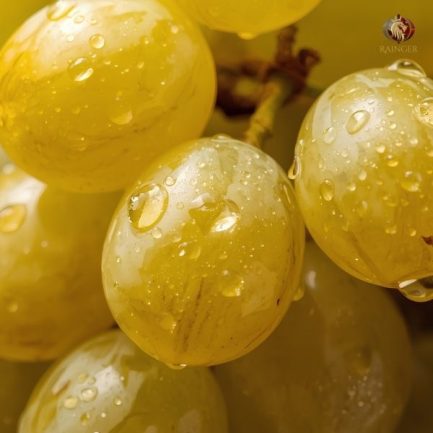 Rainger International – tas a ganesh grapes, tas a ganesh grapes exporters in india, tas a ganesh grapes exporters in maharashtra, tas a ganesh grapes exporters in mumbai, tas a ganesh grapes exporters in nashik, tas a ganesh grapes exporters from india, tas a ganesh grapes exporters from maharashtra, tas a ganesh grapes exporters from mumbai, tas a ganesh grapes exporters from nashik, tas-a-ganesh seedless grapes in india, tas e ganesh grapes, tas e ganesh grapes exporters in india, tas e ganesh grapes exporters in maharashtra, tas e ganesh grapes exporters in mumbai, tas e ganesh grapes exporters in nashik, tas e ganesh grapes exporters from india, tas e ganesh grapes exporters from maharashtra, tas e ganesh grapes exporters from mumbai, tas e ganesh grapes exporters from nashik, Seedless Grapes exporters in india, Seedless Grapes exporters in maharashtra, Seedless Grapes exporters in mumbai, Seedless Grapes exporters in nashik, Grapes exporters in india, Grapes exporters in sangli, Grapes exporters in mumbai, Grapes exporters in maharashtra, Grapes exporters in nashik, Grapes exporters in maharashtra, Grapes exporters in Gujarat, Grapes exporters in Bangalore, Grapes exporters from Bangalore, rainger ventures, rainger india, International trade, International Trade Company, International trade Company India, exporters from india, exporters from mumbai, exporters from pune, exporters from gujarat, exporters from kerala, export import company, import export company India, import export companies in India, import export company in Mumbai, import export company in Pune, import export company in Nagpur, import export company in Kerala, import export company in Delhi, import export companies in Aurangabad, import export company near me, import export company in Nashik, import export company in Ahmedabad, import export company in Delhi, import export company in Rajasthan, import export companies in Gujarat, export import company, export import company India, export import companies in India, export import company in Mumbai, export import company in Pune, export import company in Nagpur, export import company in Kerala, export import company in Delhi, export import companies in Aurangabad, export import company near me, export import company in Nashik, export import company in Delhi, export import company in Ahmedabad, export import company in Rajasthan, export import companies in Gujarat, global sourcing company chennai, global sourcing company mumbai, global sourcing company in india, international trading company, international trading company mumbai, international trading company in india, international trading company in delhi, international trading company in gujarat, international trading company in kerala, export company in India, export company in mumbai, export company in pune, import export business in india, import export business in mumbai, B2B global trade, B2B international trade, global trade company in india, global trade company in delhi, global trade company in mumbai, best sourcing company in India, product sourcing company in India, global sourcing company in India, international trade services in mumbai, import export consultancy services india, import export services in india, import export service provider in india, import export service provider, export import services India, global sourcing services, global sourcing companies in india, cross border trade services, global supply chain company, global supply chain companies in india, procurement companies India, top procurement company in India, export business India, export company India, international logistics and trade, B2B sourcing companies in india, B2B procurement company, wholesale export company in india, wholesale exporters in india, international trade company in India for export import, global sourcing company for B2B buyers, export import services company in India, cross border trade execution services, international sourcing and procurement company, reliable export company from India, B2B import export solutions provider, global supplier sourcing company India, international trade partner for importers, structured international trade company, international trade, export import, global sourcing, B2B trade, sourcing India, cross border trade, international business – RaingerInternational.com