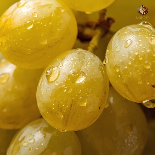Rainger International – tas a ganesh grapes, tas a ganesh grapes exporters in india, tas a ganesh grapes exporters in maharashtra, tas a ganesh grapes exporters in mumbai, tas a ganesh grapes exporters in nashik, tas a ganesh grapes exporters from india, tas a ganesh grapes exporters from maharashtra, tas a ganesh grapes exporters from mumbai, tas a ganesh grapes exporters from nashik, tas-a-ganesh seedless grapes in india, tas e ganesh grapes, tas e ganesh grapes exporters in india, tas e ganesh grapes exporters in maharashtra, tas e ganesh grapes exporters in mumbai, tas e ganesh grapes exporters in nashik, tas e ganesh grapes exporters from india, tas e ganesh grapes exporters from maharashtra, tas e ganesh grapes exporters from mumbai, tas e ganesh grapes exporters from nashik, Seedless Grapes exporters in india, Seedless Grapes exporters in maharashtra, Seedless Grapes exporters in mumbai, Seedless Grapes exporters in nashik, Grapes exporters in india, Grapes exporters in sangli, Grapes exporters in mumbai, Grapes exporters in maharashtra, Grapes exporters in nashik, Grapes exporters in maharashtra, Grapes exporters in Gujarat, Grapes exporters in Bangalore, Grapes exporters from Bangalore, rainger ventures, rainger india, International trade, International Trade Company, International trade Company India, exporters from india, exporters from mumbai, exporters from pune, exporters from gujarat, exporters from kerala, export import company, import export company India, import export companies in India, import export company in Mumbai, import export company in Pune, import export company in Nagpur, import export company in Kerala, import export company in Delhi, import export companies in Aurangabad, import export company near me, import export company in Nashik, import export company in Ahmedabad, import export company in Delhi, import export company in Rajasthan, import export companies in Gujarat, export import company, export import company India, export import companies in India, export import company in Mumbai, export import company in Pune, export import company in Nagpur, export import company in Kerala, export import company in Delhi, export import companies in Aurangabad, export import company near me, export import company in Nashik, export import company in Delhi, export import company in Ahmedabad, export import company in Rajasthan, export import companies in Gujarat, global sourcing company chennai, global sourcing company mumbai, global sourcing company in india, international trading company, international trading company mumbai, international trading company in india, international trading company in delhi, international trading company in gujarat, international trading company in kerala, export company in India, export company in mumbai, export company in pune, import export business in india, import export business in mumbai, B2B global trade, B2B international trade, global trade company in india, global trade company in delhi, global trade company in mumbai, best sourcing company in India, product sourcing company in India, global sourcing company in India, international trade services in mumbai, import export consultancy services india, import export services in india, import export service provider in india, import export service provider, export import services India, global sourcing services, global sourcing companies in india, cross border trade services, global supply chain company, global supply chain companies in india, procurement companies India, top procurement company in India, export business India, export company India, international logistics and trade, B2B sourcing companies in india, B2B procurement company, wholesale export company in india, wholesale exporters in india, international trade company in India for export import, global sourcing company for B2B buyers, export import services company in India, cross border trade execution services, international sourcing and procurement company, reliable export company from India, B2B import export solutions provider, global supplier sourcing company India, international trade partner for importers, structured international trade company, international trade, export import, global sourcing, B2B trade, sourcing India, cross border trade, international business – RaingerInternational.com