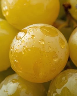 Rainger International – Thompson Seedless Grapes, Thompson Seedless Grapes exporters in india, Thompson Seedless Grapes exporters in maharashtra, Thompson Seedless Grapes exporters in mumbai, Thompson Seedless Grapes exporters in nashik, Thompson Seedless Grapes exporters from india, Thompson Seedless Grapes exporters from maharashtra, Thompson Seedless Grapes exporters from mumbai, Thompson Seedless Grapes exporters from nashik, Seedless Grapes exporters in india, Seedless Grapes exporters in maharashtra, Seedless Grapes exporters in mumbai, Seedless Grapes exporters in nashik, Grapes exporters in india, Grapes exporters in sangli, Grapes exporters in mumbai, Grapes exporters in maharashtra, Grapes exporters in nashik, Grapes exporters in maharashtra, Grapes exporters in Gujarat, Grapes exporters in Bangalore, Grapes exporters from Bangalore, rainger ventures, rainger india, International trade, International Trade Company, International trade Company India, exporters from india, exporters from mumbai, exporters from pune, exporters from gujarat, exporters from kerala, export import company, import export company India, import export companies in India, import export company in Mumbai, import export company in Pune, import export company in Nagpur, import export company in Kerala, import export company in Delhi, import export companies in Aurangabad, import export company near me, import export company in Nashik, import export company in Ahmedabad, import export company in Delhi, import export company in Rajasthan, import export companies in Gujarat, export import company, export import company India, export import companies in India, export import company in Mumbai, export import company in Pune, export import company in Nagpur, export import company in Kerala, export import company in Delhi, export import companies in Aurangabad, export import company near me, export import company in Nashik, export import company in Delhi, export import company in Ahmedabad, export import company in Rajasthan, export import companies in Gujarat, global sourcing company chennai, global sourcing company mumbai, global sourcing company in india, international trading company, international trading company mumbai, international trading company in india, international trading company in delhi, international trading company in gujarat, international trading company in kerala, export company in India, export company in mumbai, export company in pune, import export business in india, import export business in mumbai, B2B global trade, B2B international trade, global trade company in india, global trade company in delhi, global trade company in mumbai, best sourcing company in India, product sourcing company in India, global sourcing company in India, international trade services in mumbai, import export consultancy services india, import export services in india, import export service provider in india, import export service provider, export import services India, global sourcing services, global sourcing companies in india, cross border trade services, global supply chain company, global supply chain companies in india, procurement companies India, top procurement company in India, export business India, export company India, international logistics and trade, B2B sourcing companies in india, B2B procurement company, wholesale export company in india, wholesale exporters in india, international trade company in India for export import, global sourcing company for B2B buyers, export import services company in India, cross border trade execution services, international sourcing and procurement company, reliable export company from India, B2B import export solutions provider, global supplier sourcing company India, international trade partner for importers, structured international trade company, international trade, export import, global sourcing, B2B trade, sourcing India, cross border trade, international business – RaingerInternational.com