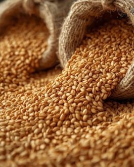 Premium Indian Sharbati Wheat — Export Quality — 25 KG Bags | Rainger International