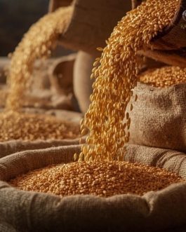 Premium Indian Shreshth Wheat — Export Quality — 25 KG Bags | Rainger International